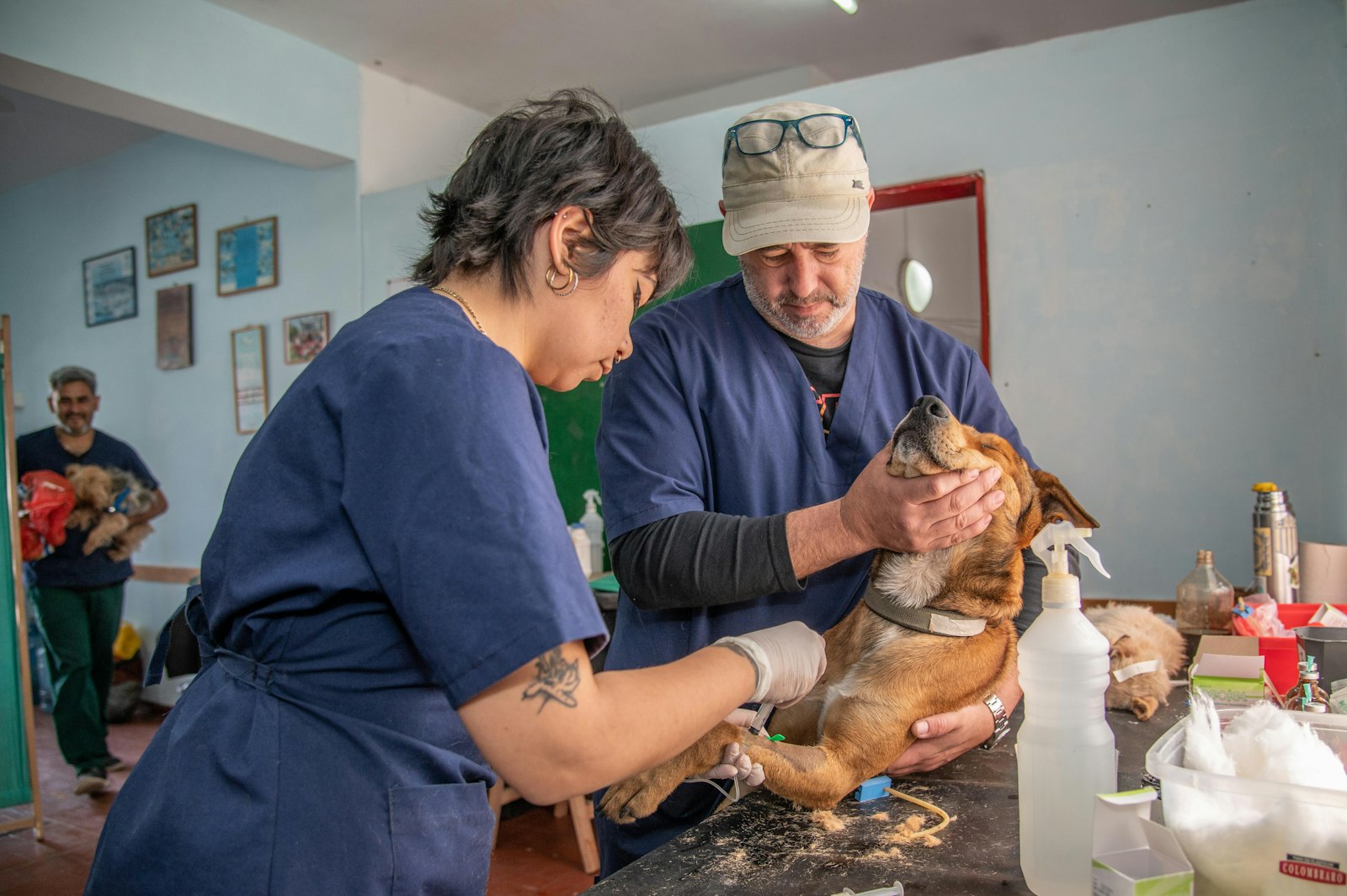 Veterinarian examining a dog in a clinic